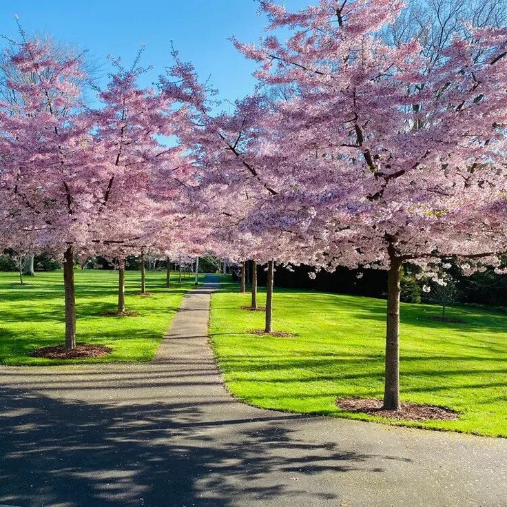 PLANT AND TREE SUPPLY