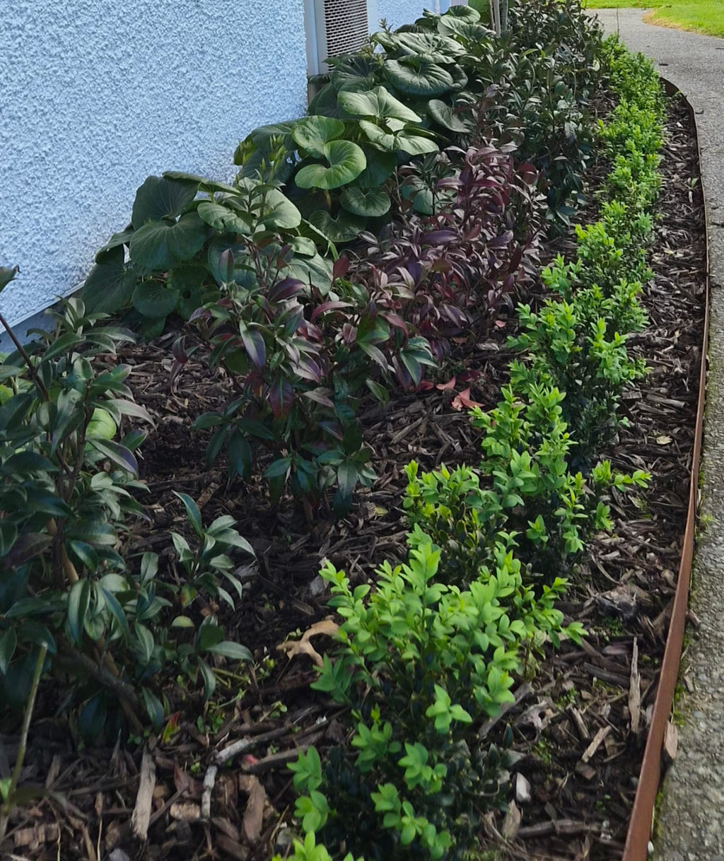 HEDGING/BOUNDARY PLANTING