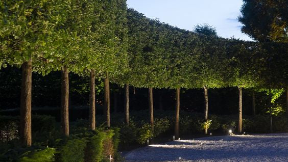 PLEACHED HEDGING