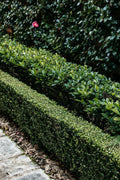 HEDGING/BOUNDARY PLANTING