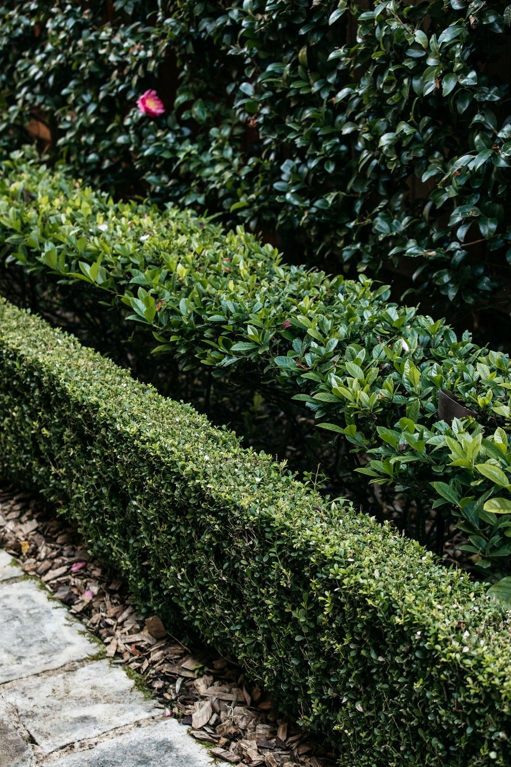 HEDGING/BOUNDARY PLANTING