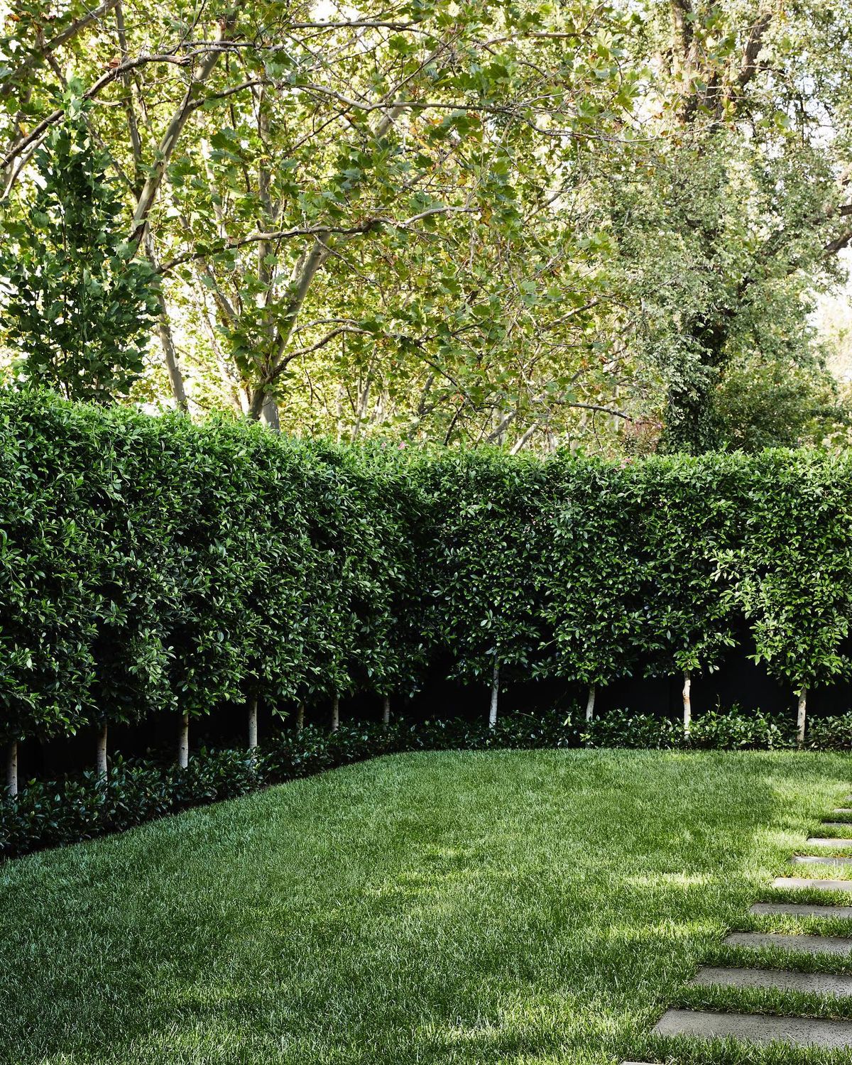 HEDGING/BOUNDARY PLANTING