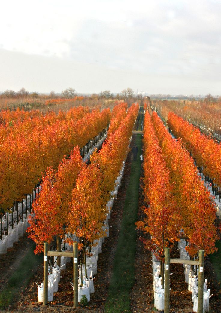 PLANT AND TREE SUPPLY