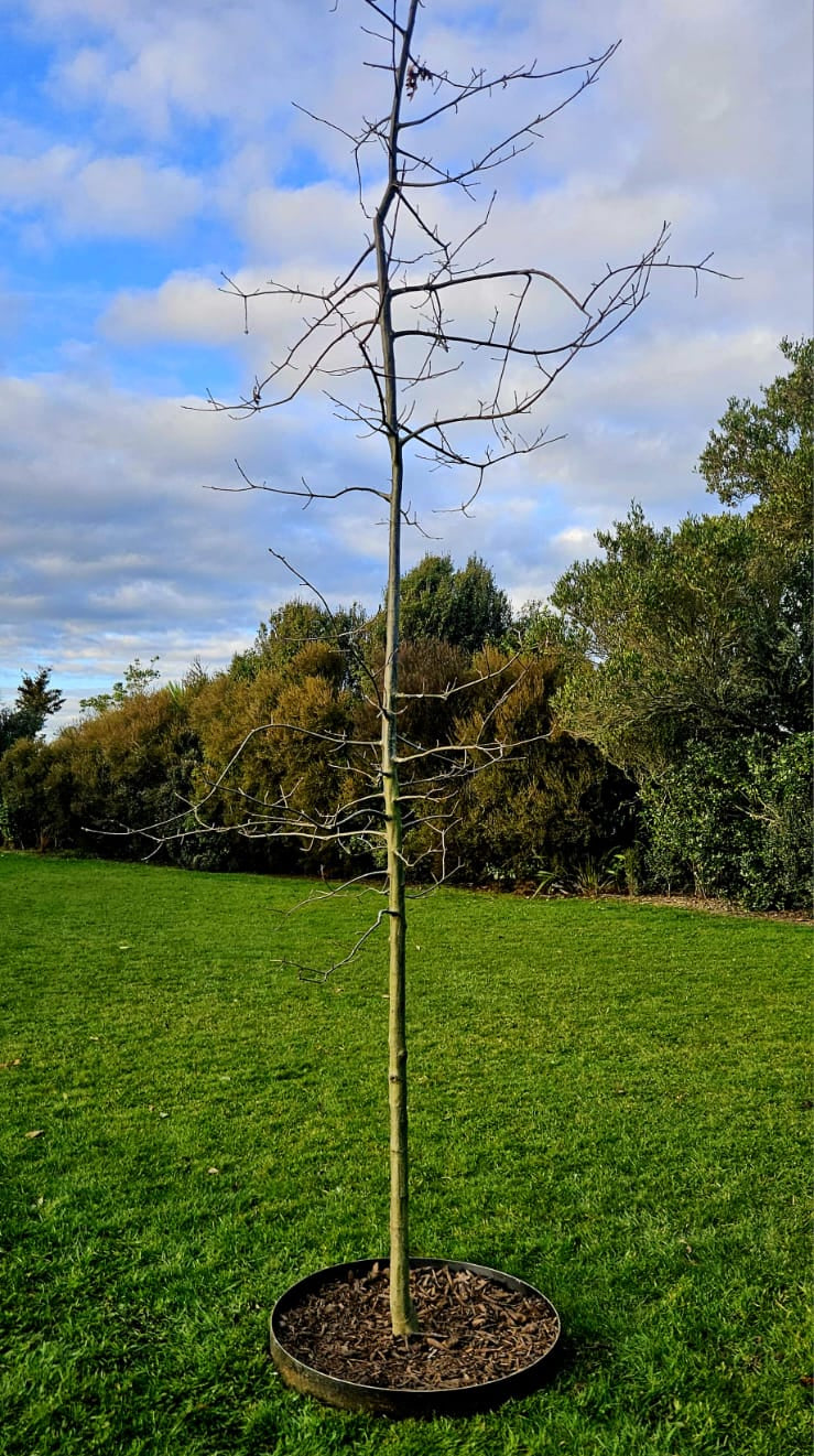 Corten Steel Tree Ring 100x800mm