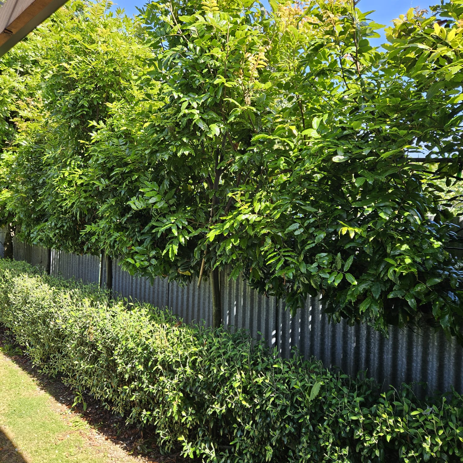 PLEACHED HEDGING