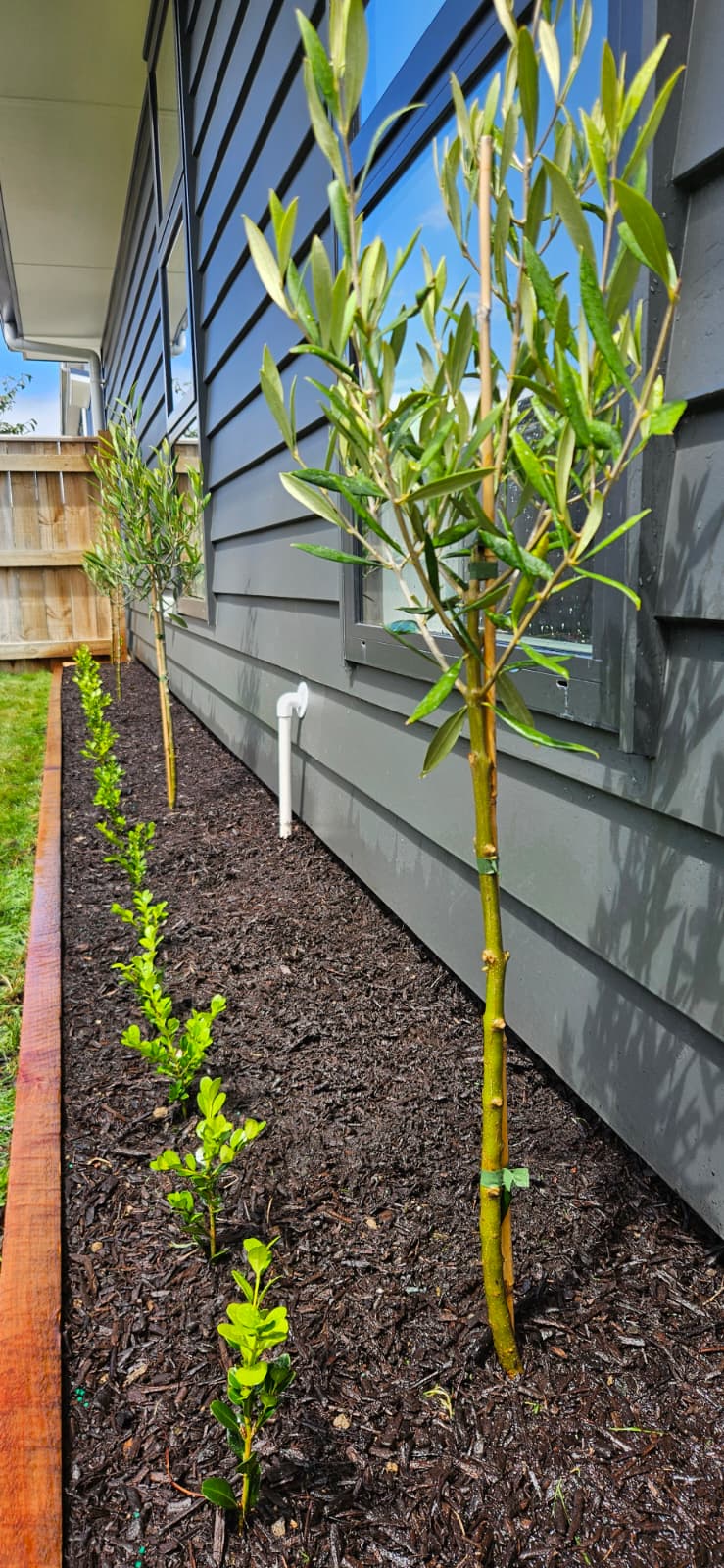 HEDGING/BOUNDARY PLANTING