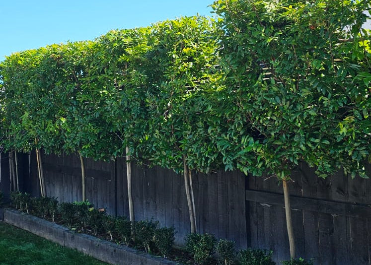 PLEACHED HEDGING