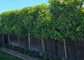 PLEACHED HEDGING