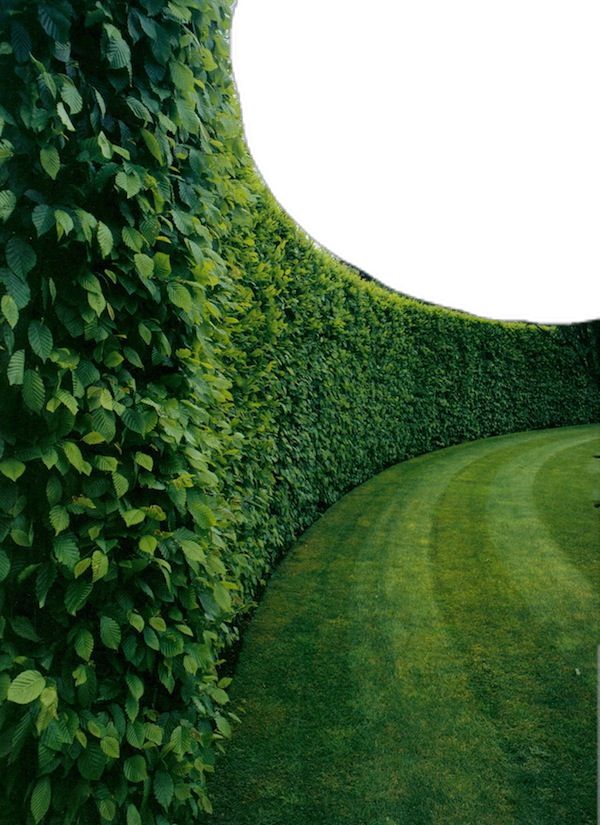 HEDGING/BOUNDARY PLANTING