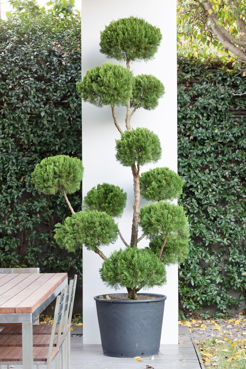 PLANT AND TREE SUPPLY