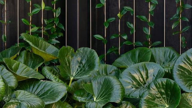 PLANT AND TREE SUPPLY