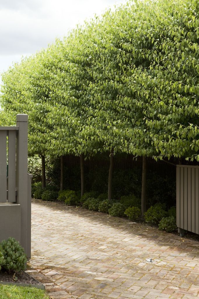 PLEACHED HEDGING